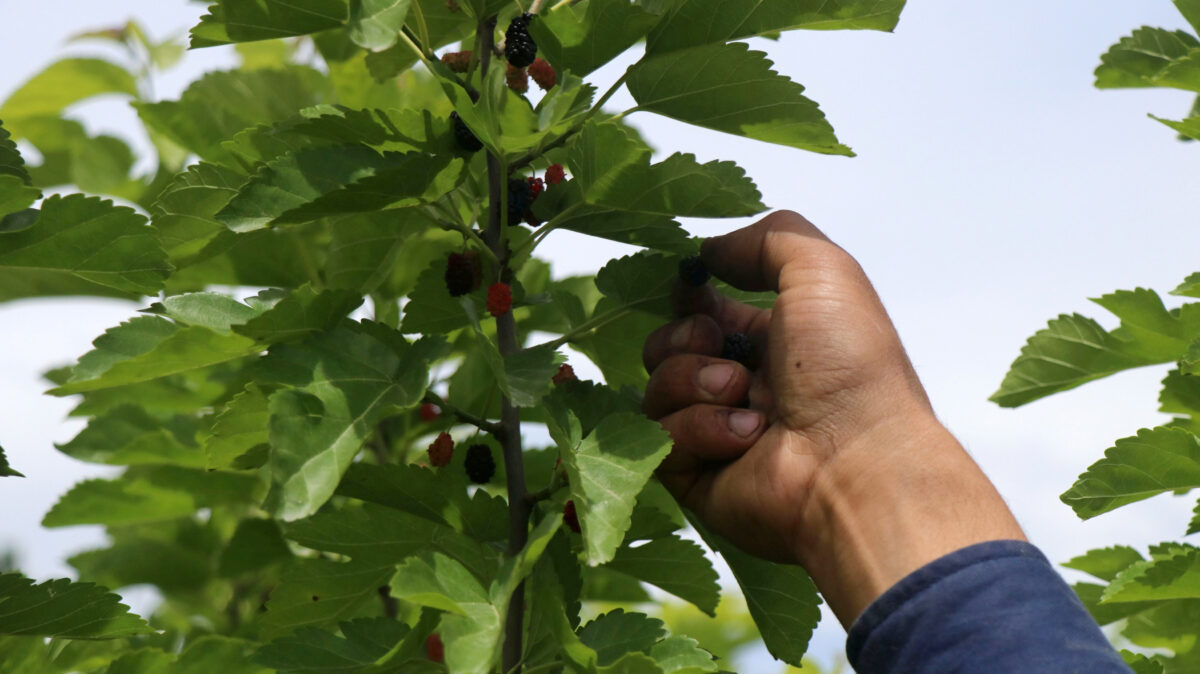 Farmer plucking mulberries at the outskirt of Srinagar, Kashmir.