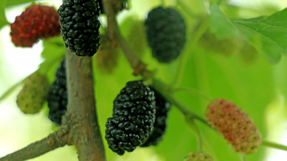 Mulberries on the tree.