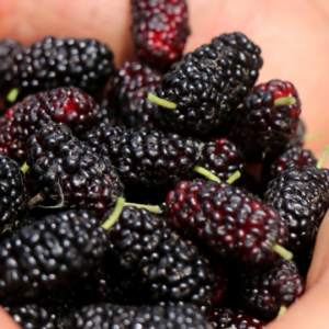 Farmers are plucking Mulberry fruits