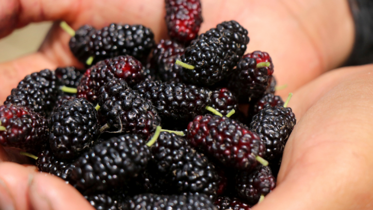 Farmers are plucking Mulberry fruits